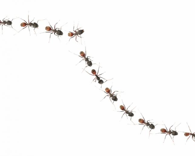 Hormigas japonesas